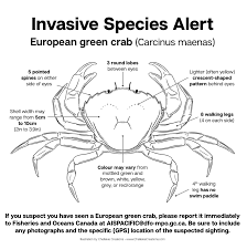 Image result for Carcinus maenas