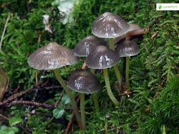 Attēlu rezultāti vaicājumam “Mycena viscosa”