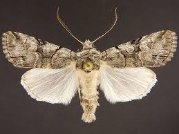 Attēlu rezultāti vaicājumam “Chionaspis salicis imago”