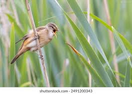 Attēlu rezultāti vaicājumam “Acrocephalus arundinaceus adult”