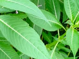 Attēlu rezultāti vaicājumam “Impatiens glandulifera leaf”