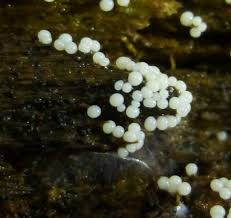 Attēlu rezultāti vaicājumam “Badhamia utricularis spores”