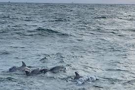Image result for Belfairs Dolphins Snorkelling Club