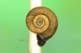 Attēlu rezultāti vaicājumam “Planorbis planorbis”