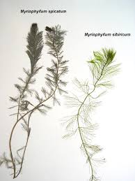 Attēlu rezultāti vaicājumam “Myriophyllum alterniflorum leaf”