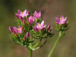 Attēlu rezultāti vaicājumam “Centaurium erythraea bud”