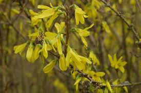 Attēlu rezultāti vaicājumam “Forsythia intermedia”