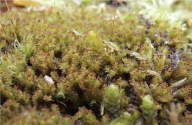 Attēlu rezultāti vaicājumam “Lophozia longidens”