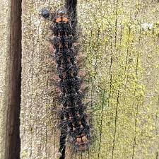 Attēlu rezultāti vaicājumam “Eilema griseola larva”