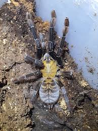 Attēlu rezultāti vaicājumam “Phronia sp.”