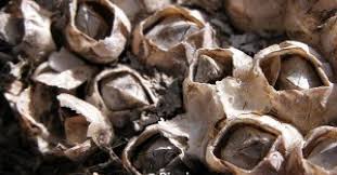 Attēlu rezultāti vaicājumam “Balanus improvisus”