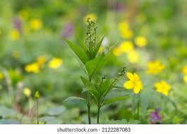 Attēlu rezultāti vaicājumam “Mercurialis perennis flower”