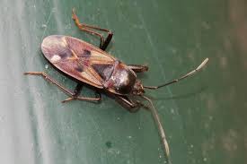 Attēlu rezultāti vaicājumam “Eremocoris plebejus”