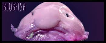 Image result for blobfish