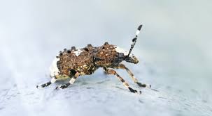 Attēlu rezultāti vaicājumam “Platystomos albinus”