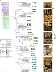 Attēlu rezultāti vaicājumam “Oligonema sp.”