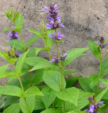 Image result for Katzenminze