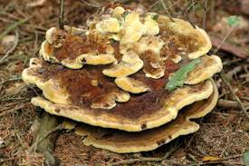 Attēlu rezultāti vaicājumam “Phaeolus schweinitzii”