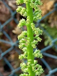 Image result for Reseda luteola