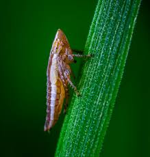 Attēlu rezultāti vaicājumam “Cicadellidae”
