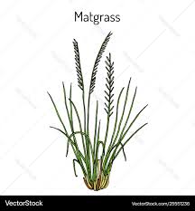 Attēlu rezultāti vaicājumam “Nardus stricta leaf”