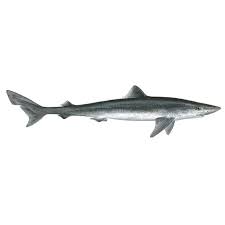 Image result for Galeorhinus galeus
