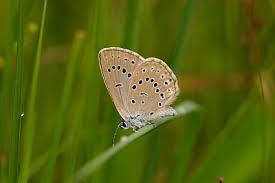 Attēlu rezultāti vaicājumam “Maculinea teleius”