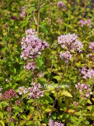 Attēlu rezultāti vaicājumam “Origanum vulgare flower”