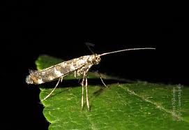 Attēlu rezultāti vaicājumam “Gracillaria syringella larva”