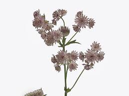 Image result for Astrantia majon `Abbey Road`