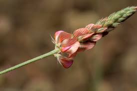 Attēlu rezultāti vaicājumam “Onobrychis arenaria bud”
