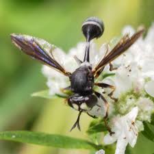 Attēlu rezultāti vaicājumam “Conopidae”