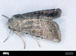 Attēlu rezultāti vaicājumam “Orthosia cerasi”