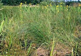 Attēlu rezultāti vaicājumam “Carex lasiocarpa”