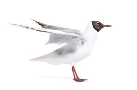 Attēlu rezultāti vaicājumam “Larus ridibundus adult”