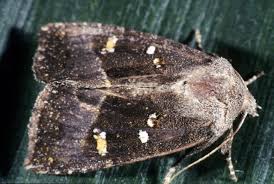 Attēlu rezultāti vaicājumam “Stemonaria irregularis stalked”