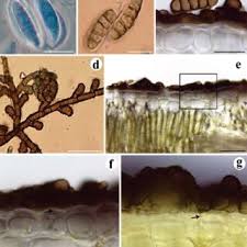 Attēlu rezultāti vaicājumam “Ombrophila violacea spores”