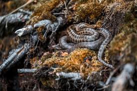 Attēlu rezultāti vaicājumam “Coronella austriaca”