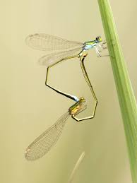 Attēlu rezultāti vaicājumam “Nehalennia speciosa”