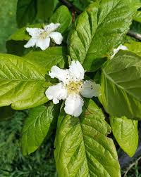 Attēlu rezultāti vaicājumam “Mespilus germanica”