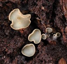 Attēlu rezultāti vaicājumam “Mollisia amenticola”