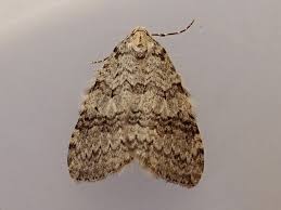 Attēlu rezultāti vaicājumam “Epirrita sp.”