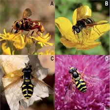 Attēlu rezultāti vaicājumam “Sericomyia sp.”