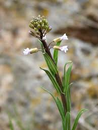 Attēlu rezultāti vaicājumam “Arabis glabra flower”