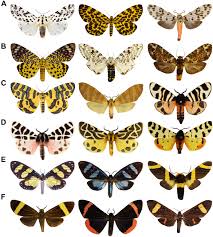 Attēlu rezultāti vaicājumam “Arctiidae”