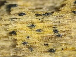 Attēlu rezultāti vaicājumam “Neocudoniella albiceps”