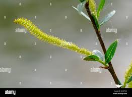 Attēlu rezultāti vaicājumam “Salix triandra male flower”