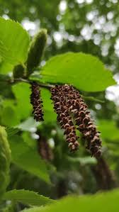 Attēlu rezultāti vaicājumam “Betula alleghaniensis”