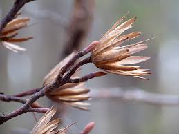 Attēlu rezultāti vaicājumam “Liriodendron tulipifera fruit”