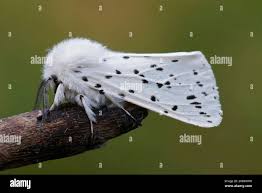 Attēlu rezultāti vaicājumam “Spilosoma sp.”